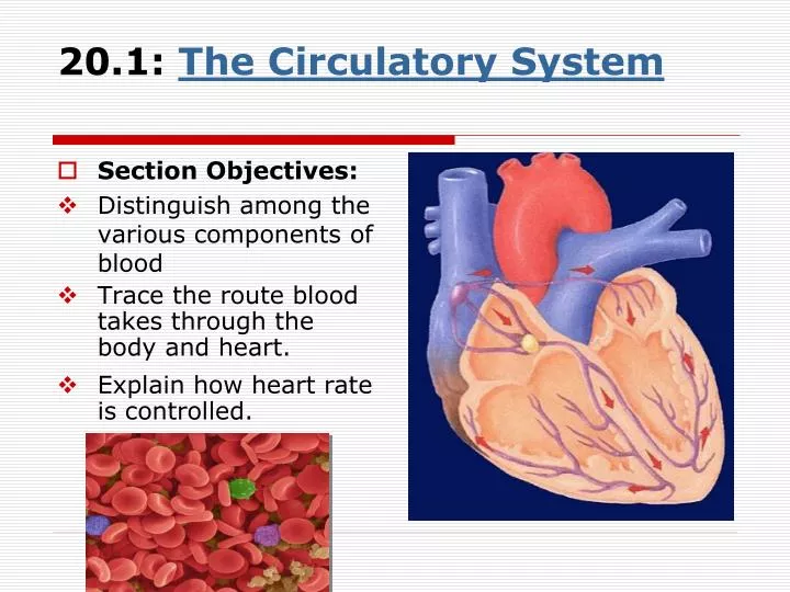 20 1 the circulatory system
