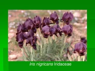 Iris nigricans Iridaceae