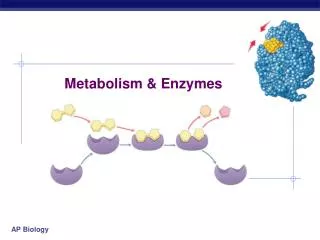 Metabolism &amp; Enzymes