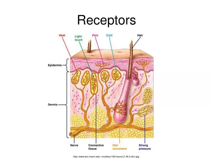 receptors