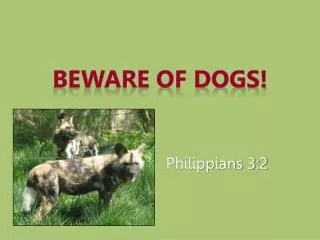 Beware of Dogs!