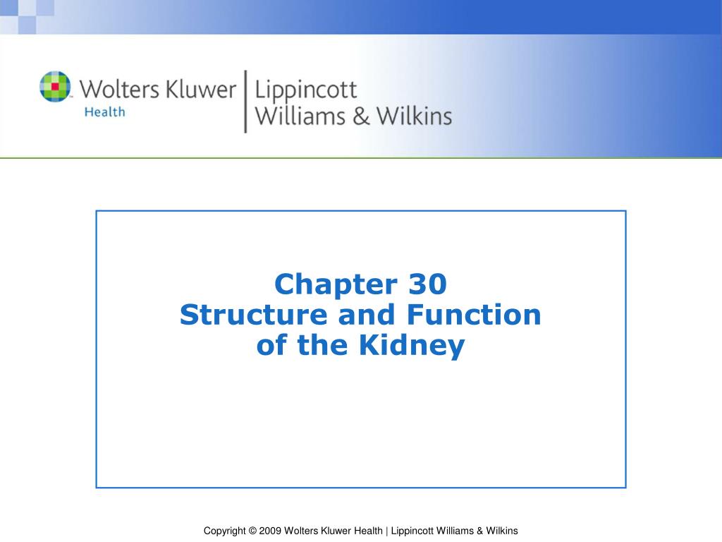PPT - Chapter 30 Structure and Function of the Kidney PowerPoint ...