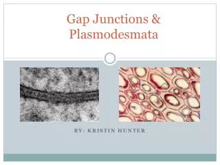 Gap Junctions &amp; Plasmodesmata