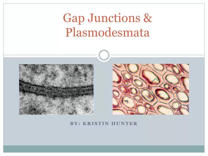 gap junctions plasmodesmata