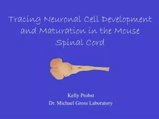 Tracing Neuronal Cell Development and Maturation in the Mouse Spinal Cord