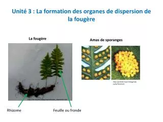 unit 3 la formation des organes de dispersion de la foug re