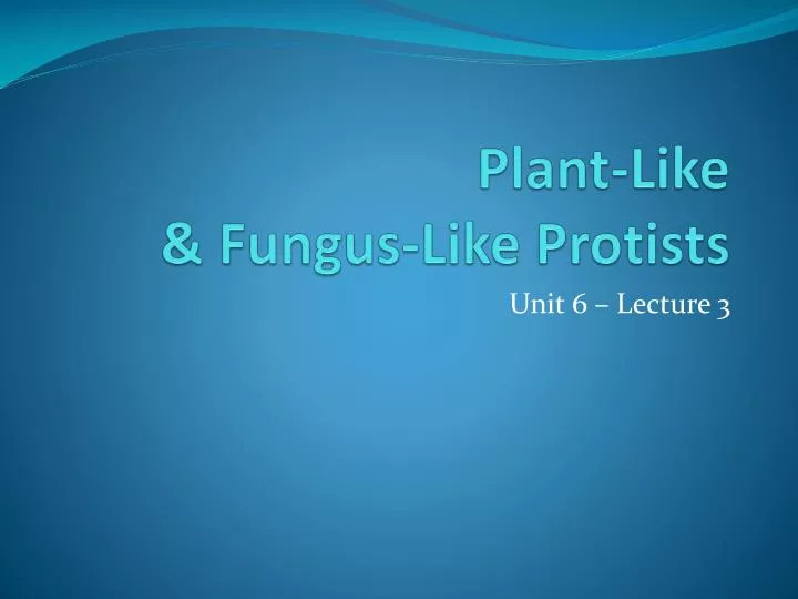 plant like fungus like protists