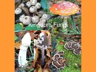 Kingdom Fungi