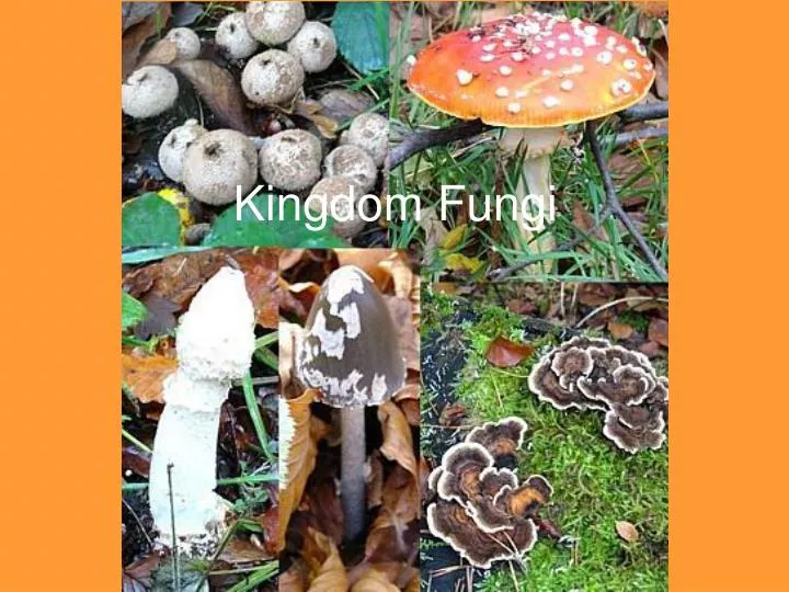 kingdom fungi