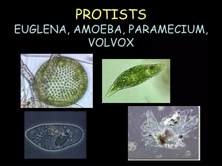 protists euglena amoeba paramecium volvox