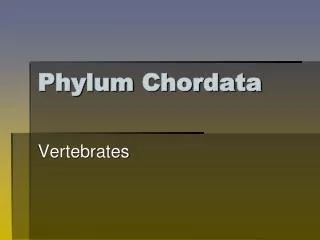Phylum Chordata