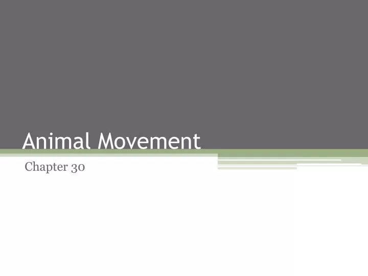 animal movement