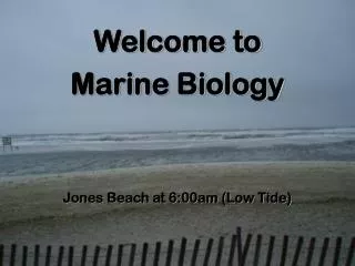 Welcome to Marine Biology Jones Beach at 6:00am (Low Tide)