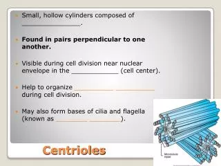 Centrioles