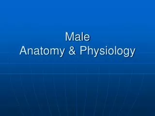 Male Anatomy &amp; Physiology