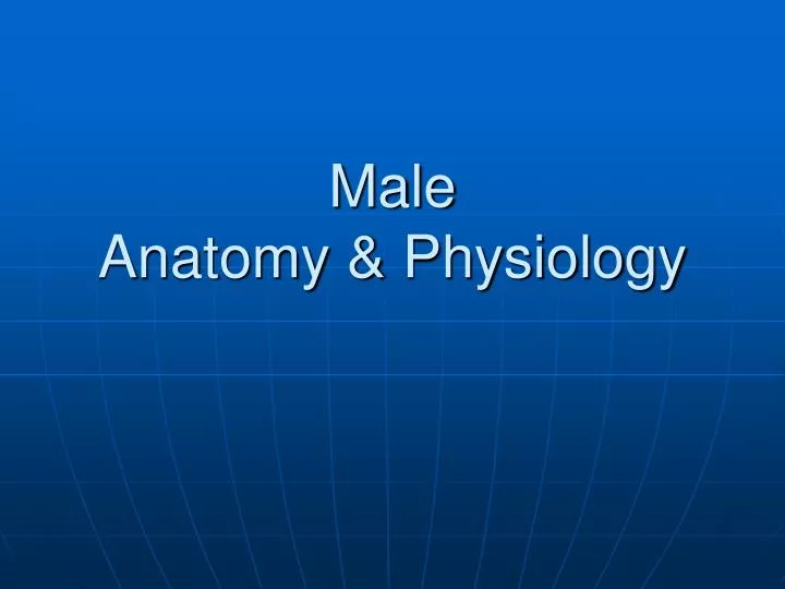 male anatomy physiology