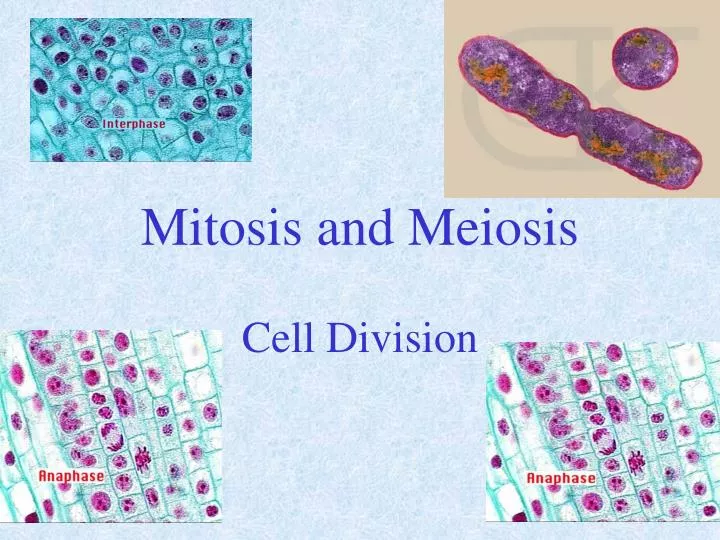 mitosis and meiosis