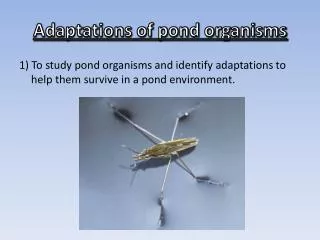 Adaptations of pond organisms