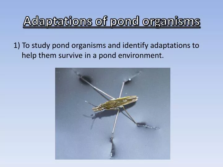 adaptations of pond organisms
