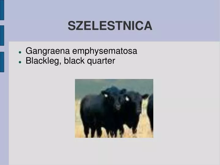 szelestnica