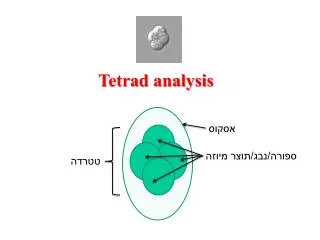 Tetrad analysis