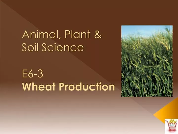 animal plant soil science e6 3 wheat production
