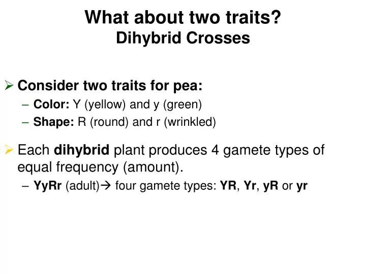 what about two traits dihybrid crosses