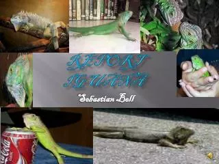 Animal Report Iguana