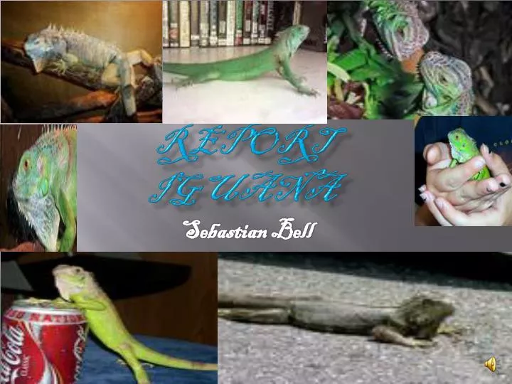 animal report iguana