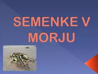 SEMENKE V MORJU