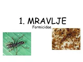 1 mravlje