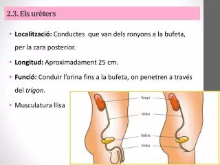 2 3 els ur ters