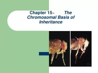 Chapter 15~	 The Chromosomal Basis of Inheritance