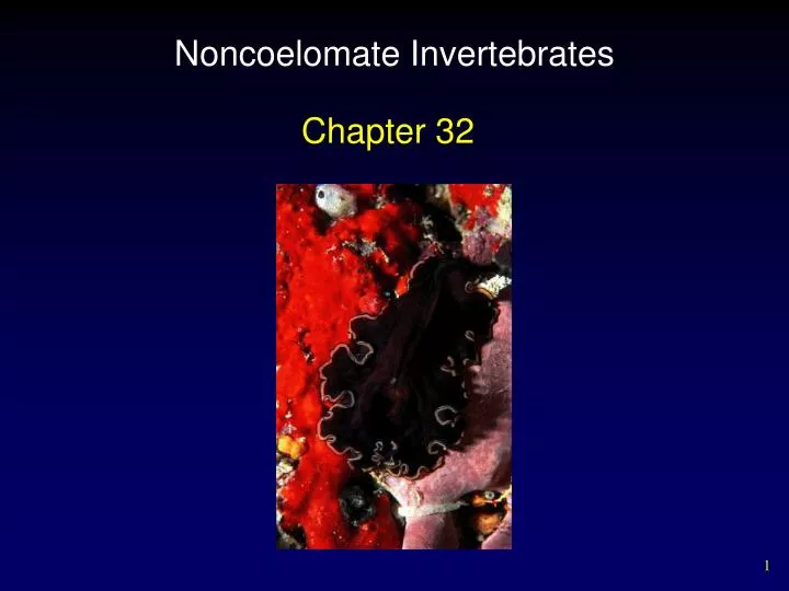 noncoelomate invertebrates