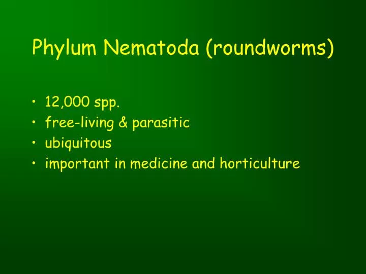 phylum nematoda roundworms