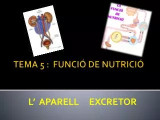 l aparell excretor