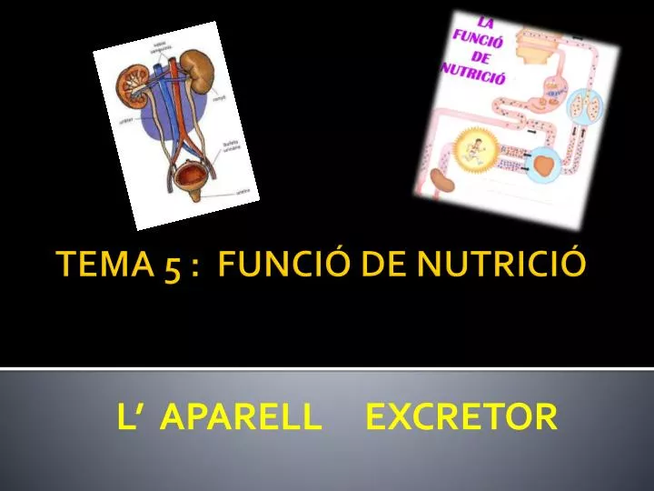 l aparell excretor