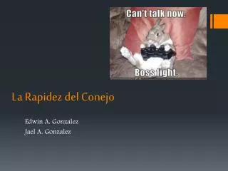 la rapidez del conejo