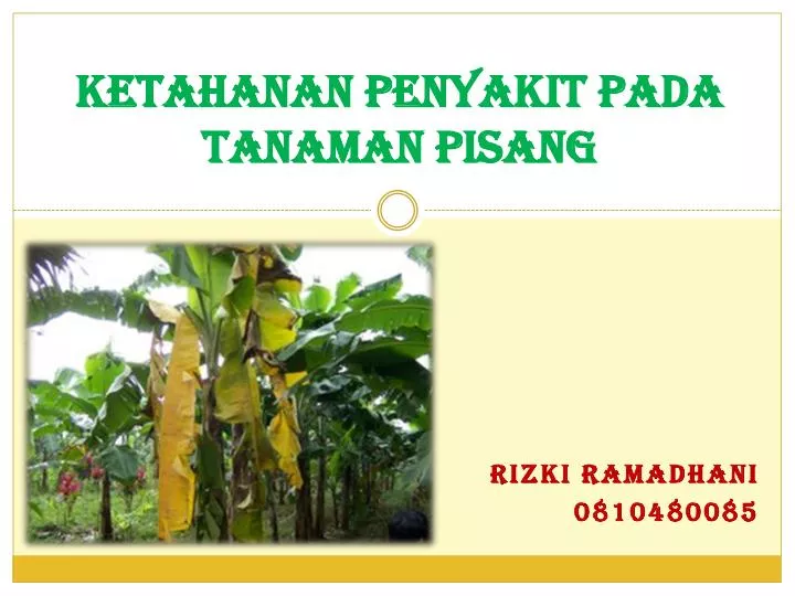 ketahanan penyakit pada tanaman pisang