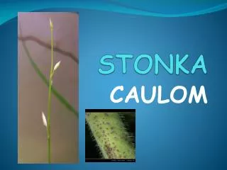 stonka