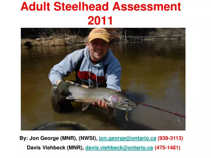 adult steelhead assessment 2011