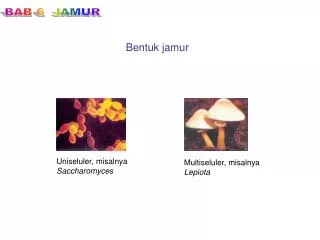bentuk jamur