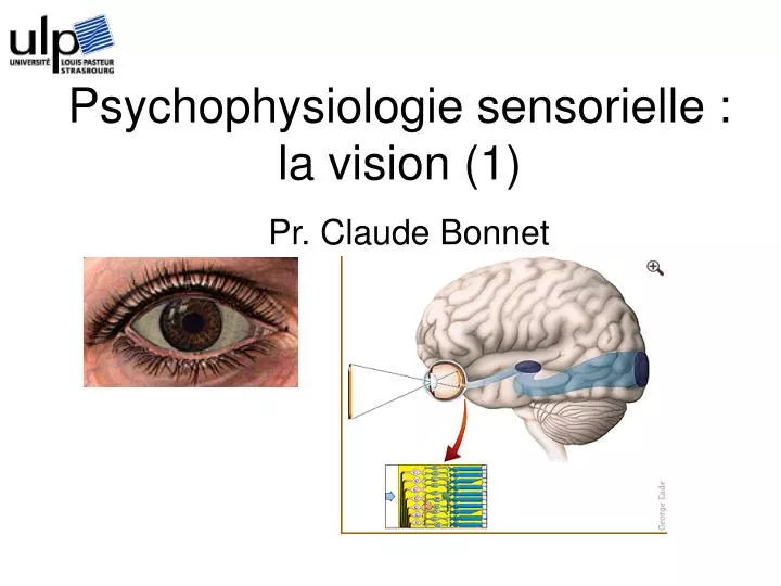 psychophysiologie sensorielle la vision 1