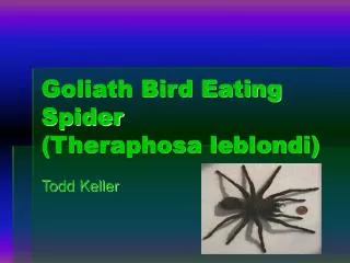 Goliath Bird Eating Spider (Theraphosa leblondi)