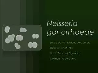neisseria gonorrhoeae