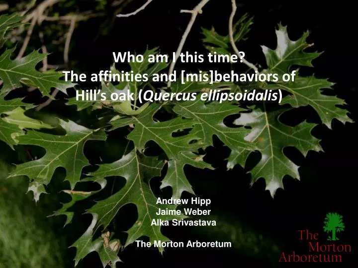 who am i this time the affinities and mis behaviors of hill s oak quercus ellipsoidalis