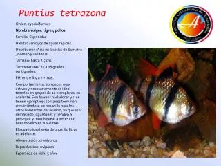 puntius tetrazona