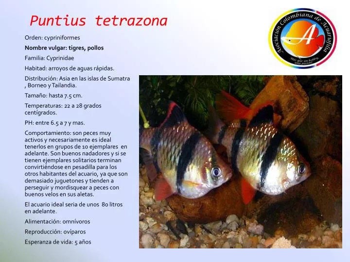 puntius tetrazona