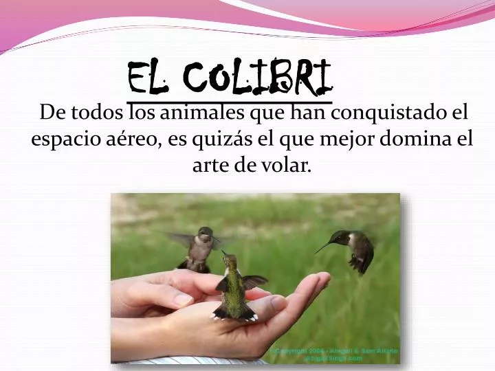 el colibri