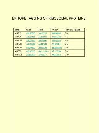 EPITOPE TAGGING OF RIBOSOMAL PROTEINS